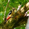 P2250373：アカゲラ（メス）