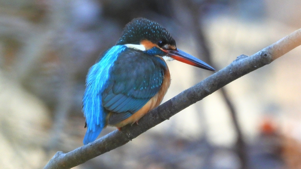 DSCN7967：カワセミ（メス）