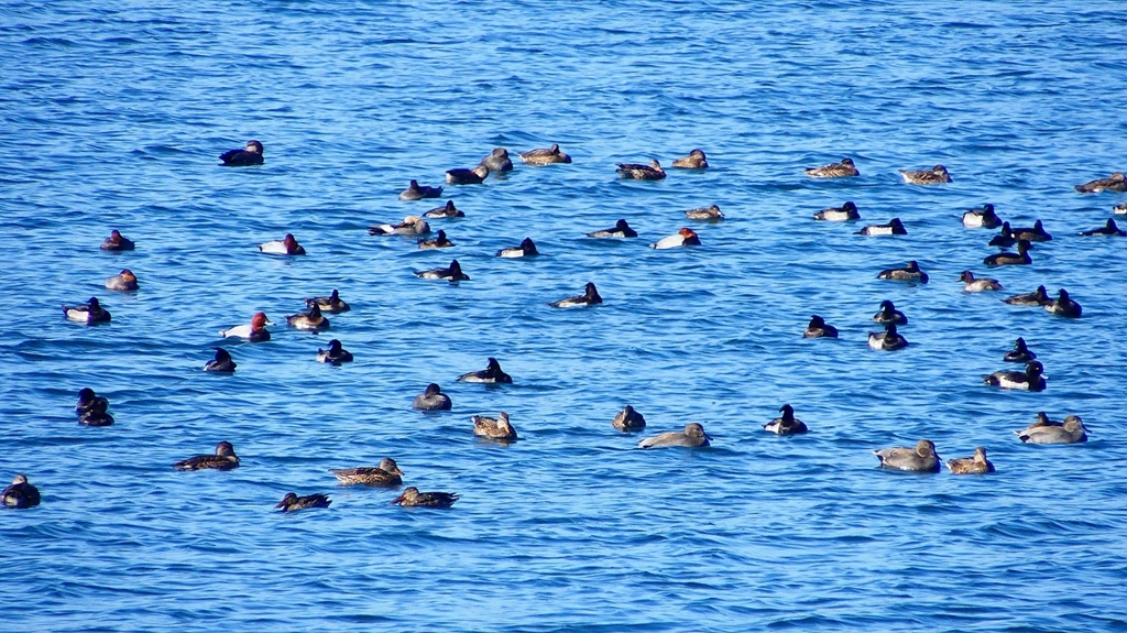 P2320595：カモ類