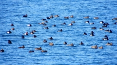 P2320595：カモ類