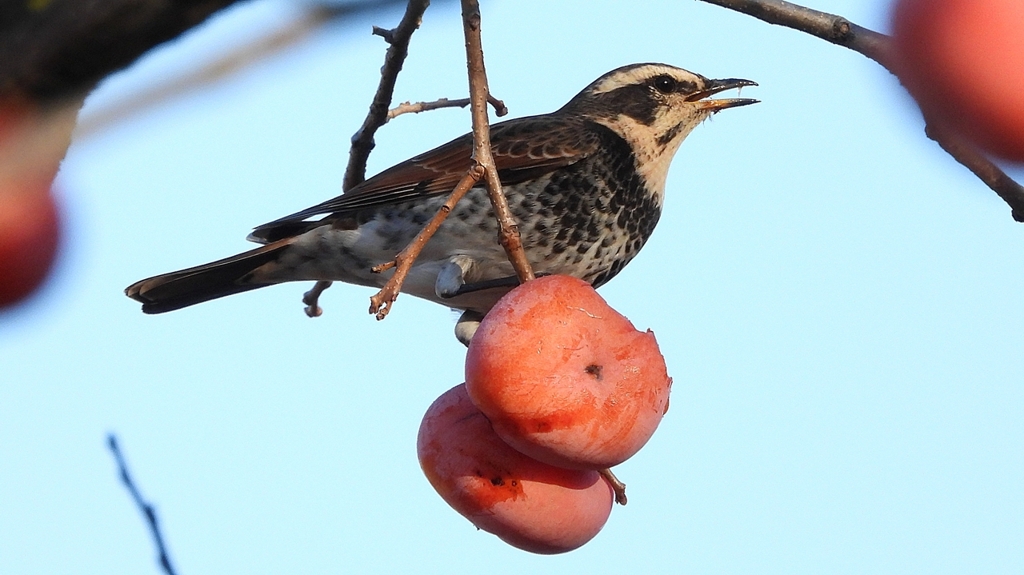 DSCN4710：ツグミ