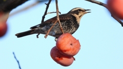 DSCN4710：ツグミ