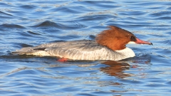 DSCN3307：カワアイサ（メス）