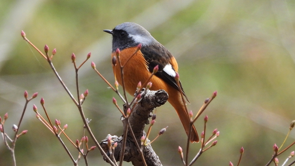 DSCN6175：ジョウビタキ（オス）