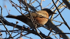 DSCN7776：ハチジョウツグミ