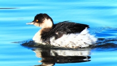 DSCN7036：ハジロカイツブリ