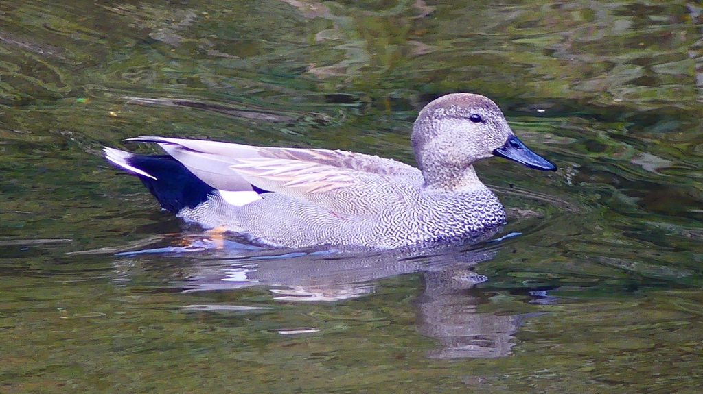 P2400140：オカヨシガモ（オス）