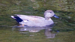 P2400140：オカヨシガモ（オス）