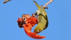 DSCN8718：メジロ