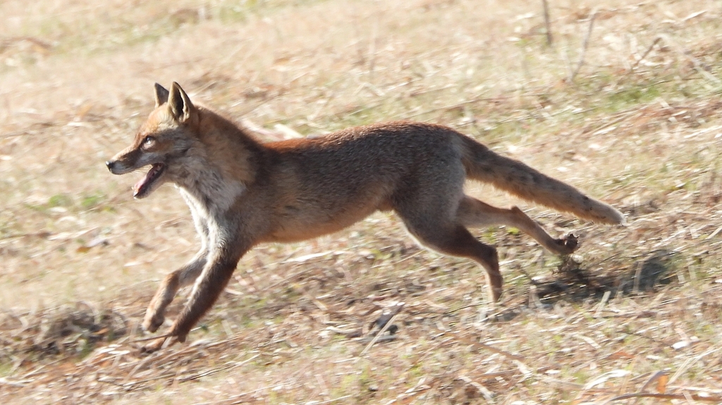 DSCN6766：キツネ