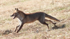 DSCN6766：キツネ