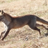 DSCN6766：キツネ