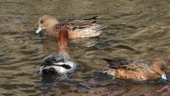 DSCN9752：ヒドリガモ