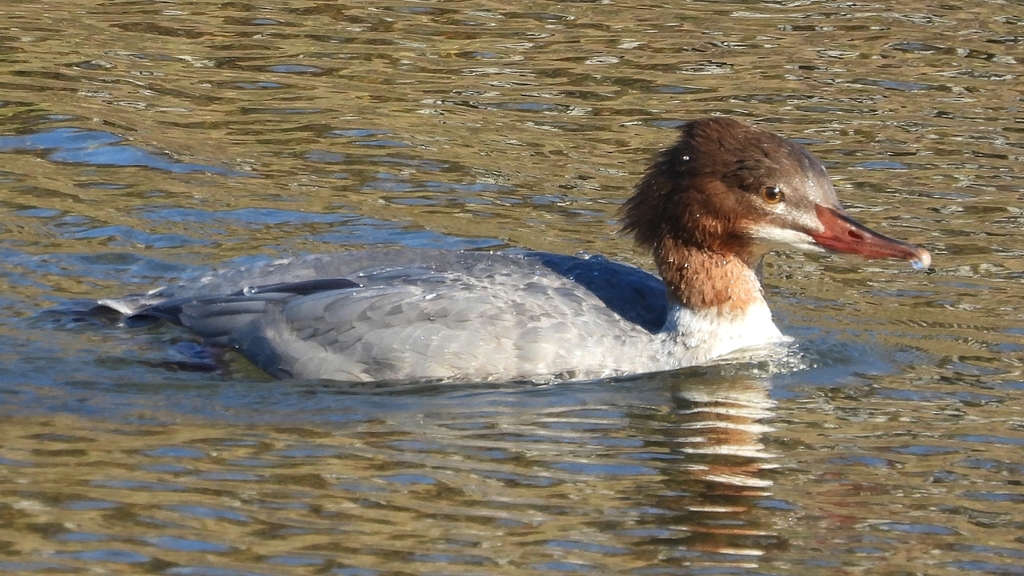 DSCN2029：カワアイサ（メス）