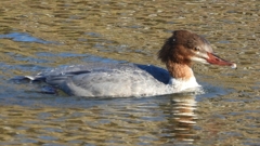 DSCN2029：カワアイサ（メス）