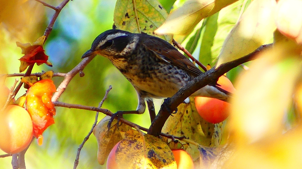 P2350918：ツグミ