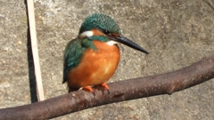 DSCN0666：カワセミ（オス）