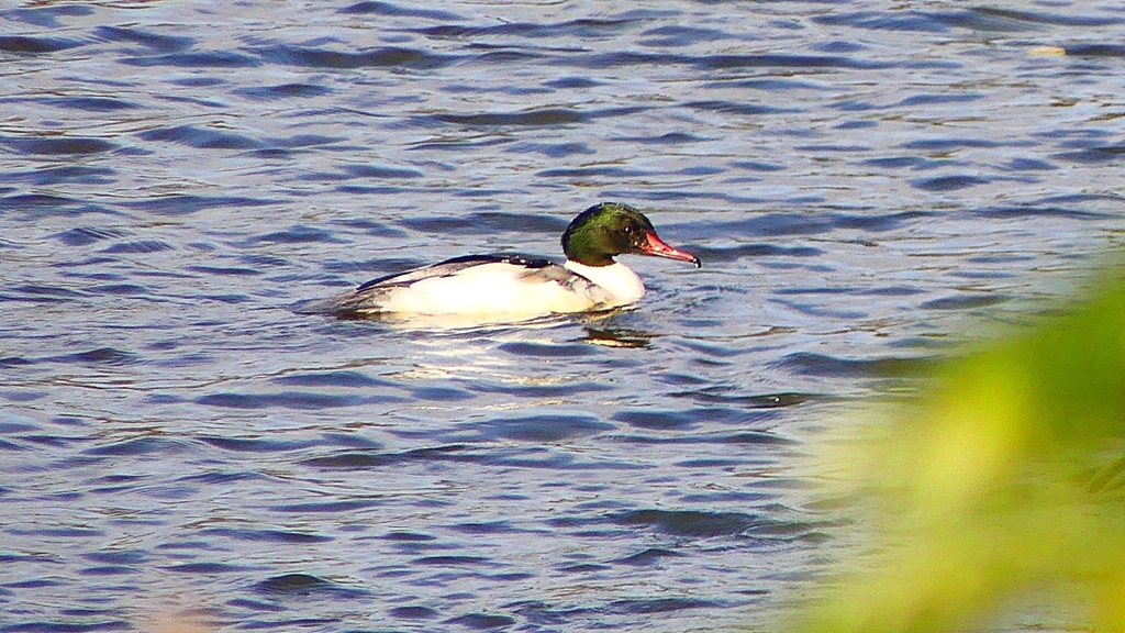 P2410384：カワアイサ