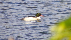 P2410384：カワアイサ