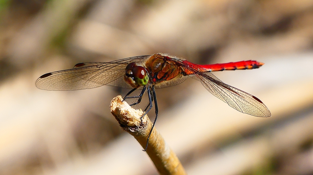 P2330455：アキアカネ（オス）