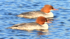 DSCN6343：カワアイサ