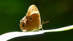 P2250827：クロヒカゲ