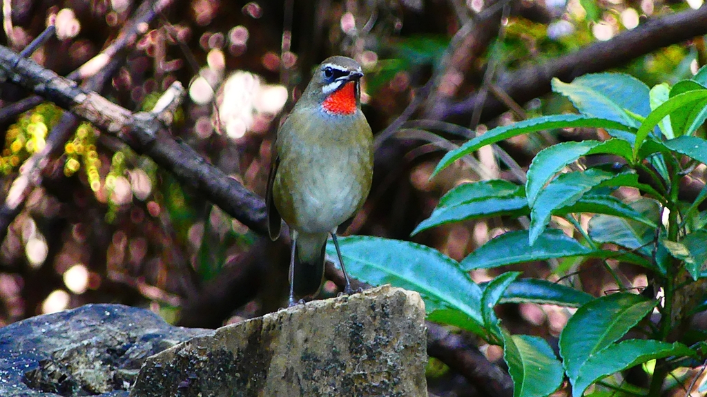 P2310219：ノゴマ（オス