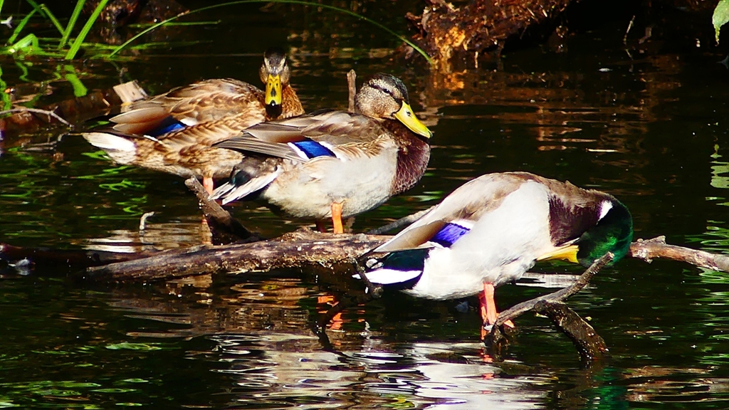 P2330708：マガモ