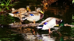 P2330708：マガモ