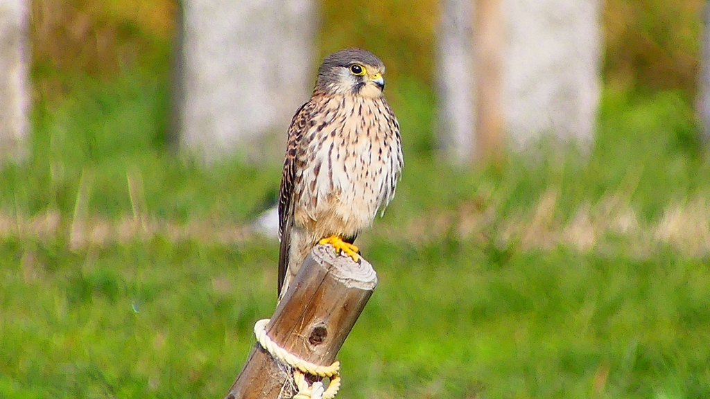 P2340510：チョウゲンボウ
