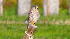 P2340510：チョウゲンボウ