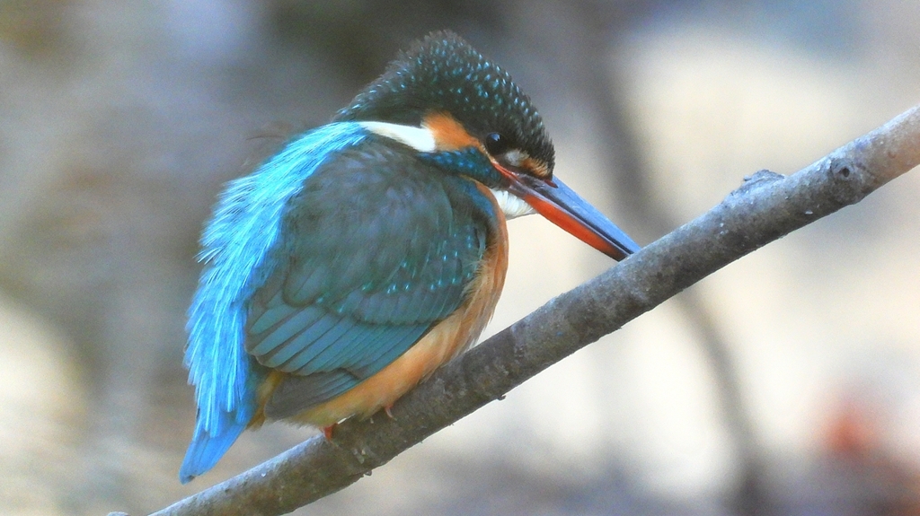 DSCN7972：カワセミ（メス）