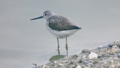 P2410015：アオアシシギ