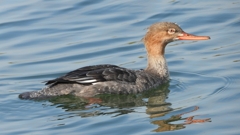 DSCN4601：ウミアイサ