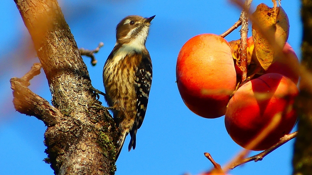 P2410836：コゲラ