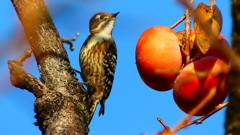 P2410836：コゲラ