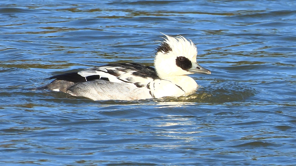 DSCN7070：ミコアイサ（オス）