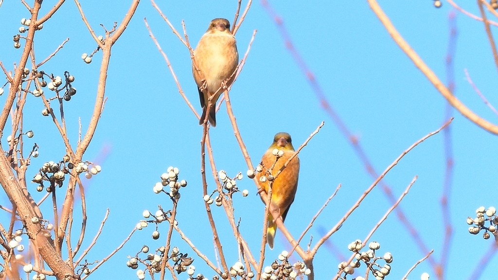 DSCN6530：カワラヒワ