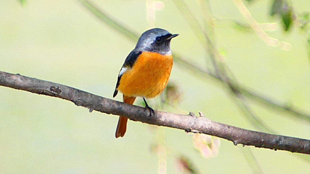 P2300521：ジョウビタキ（オス）