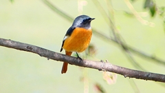 P2300521：ジョウビタキ（オス）