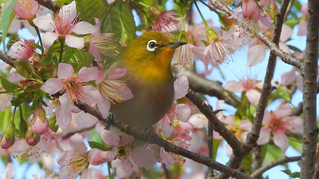 DSCN6221：メジロ