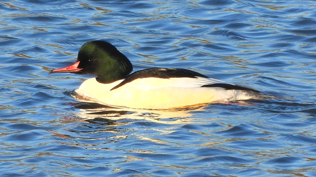 DSCN6373：カワアイサ