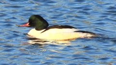 DSCN6373：カワアイサ