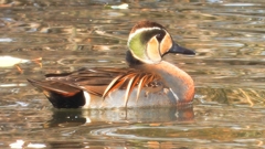 DSCN9092：トモエガモ（オス）