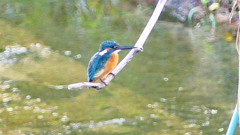 P2290293：カワセミ（オス）
