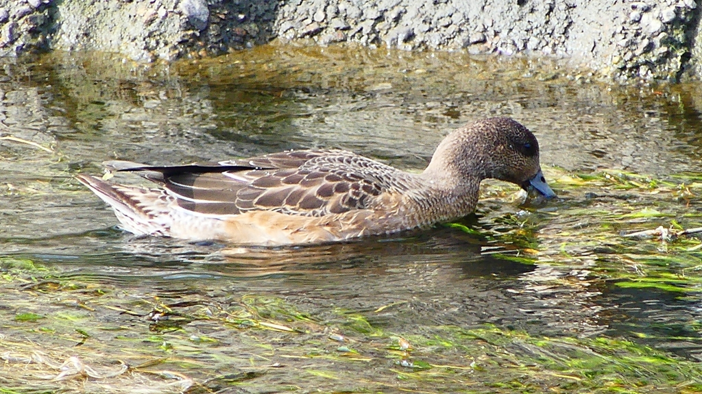 P2350022：ヒドリガモ