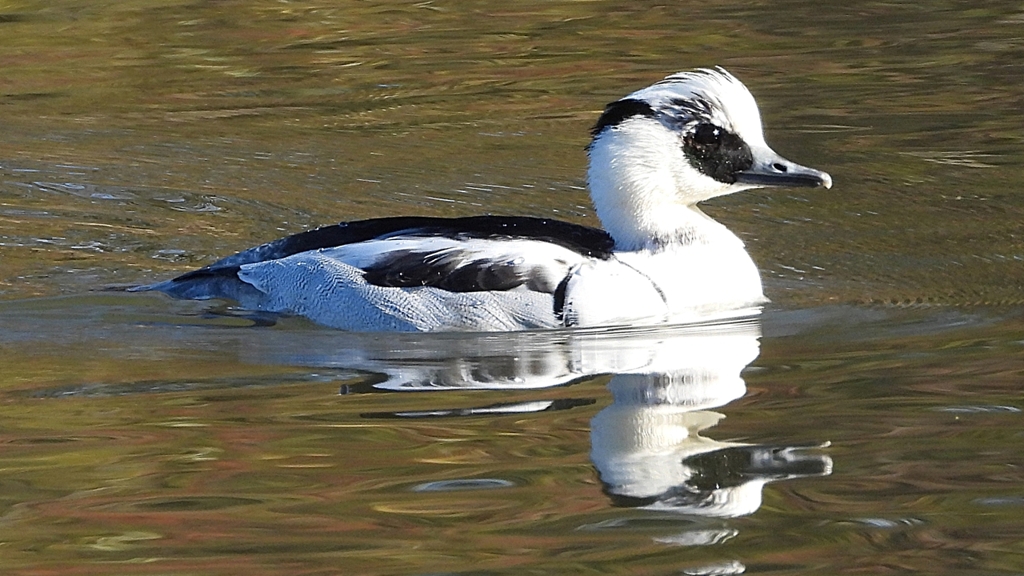 DSCN4927：ミコアイサ（オス）