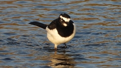 DSCN3655：セグロセキレイ