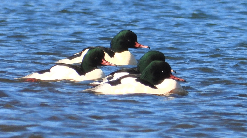 DSCN5834：カワアイサ