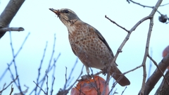 DSCN7692：ハチジョウツグミ